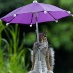 a squirrel holding a small, purple umbrella